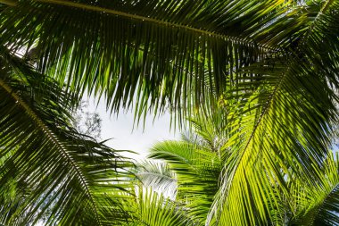 Hindistan cevizi ağaçları güneş ışığını engelleme