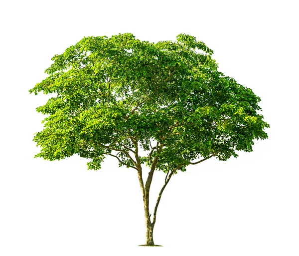 Tree isolated nature — Stock Photo, Image