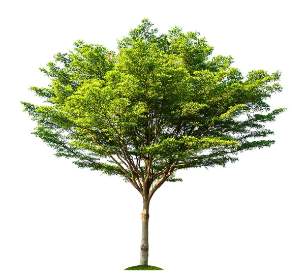 Charakter stromu, samostatný — Stock fotografie