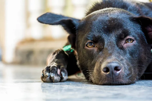 Perro trasero se sentó — Foto de Stock