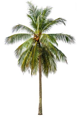 Hindistan cevizi ağacı izole