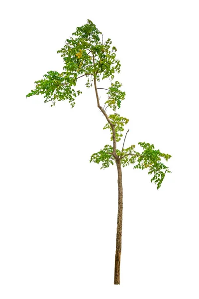 Albero isolare sfondo bianco — Foto Stock