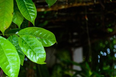 Yağmurdan sonra ıslak yaprak