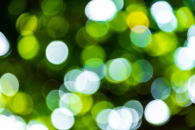 bokeh ağaç ve arka plan