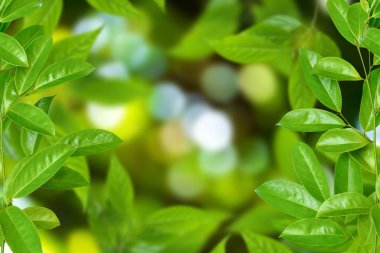 ağaç ve bokeh arka plan