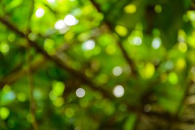 bokeh ağaç ve arka plan