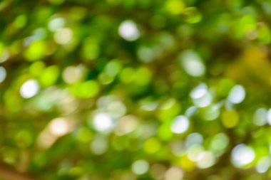 bokeh ağaç ve arka plan