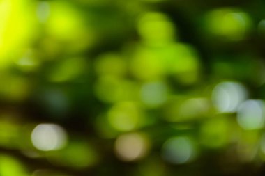 bokeh ağaç ve arka plan