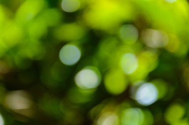 bokeh ağaç ve arka plan