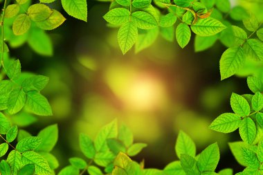 ağaç ve bokeh arka plan