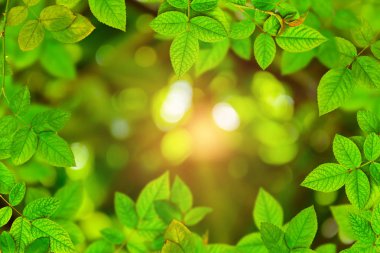 ağaç ve bokeh arka plan