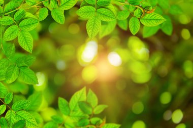 ağaç ve bokeh arka plan