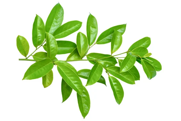 Зеленый лист изолята — стоковое фото