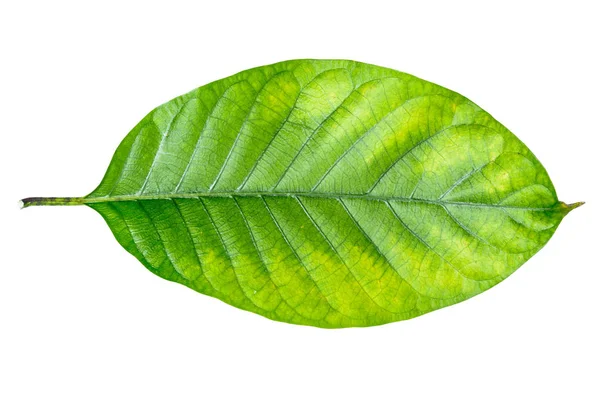 Leaf green isolate — Stock Photo, Image