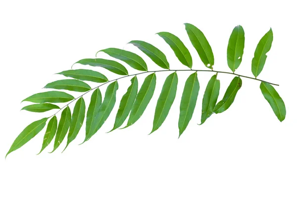 Зеленый лист изолята — стоковое фото