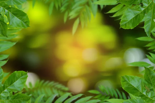 Träd och bokeh bakgrund — Stockfoto