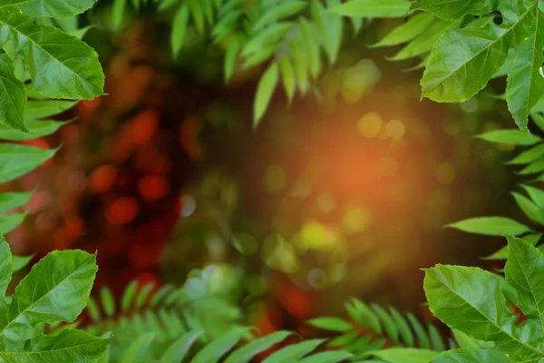 Träd och bokeh bakgrund — Stockfoto