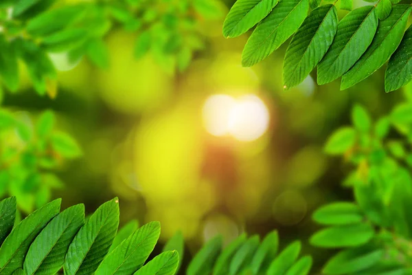 Baum und Bokeh Hintergrund — Stockfoto