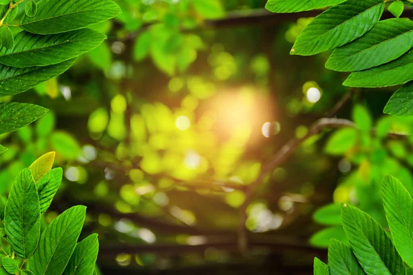 Träd och bokeh bakgrund — Stockfoto