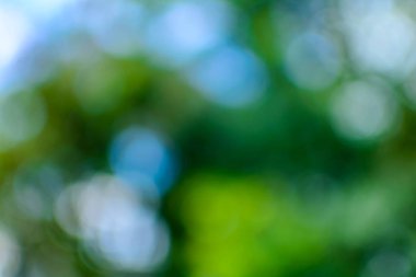 bokeh ağaç ve gökyüzü 