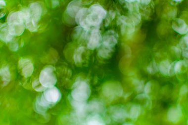 bokeh ağaç ve gökyüzü 