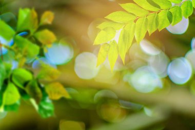 Yemyeşil ağaçlar ve yaprak yeşillik bokeh