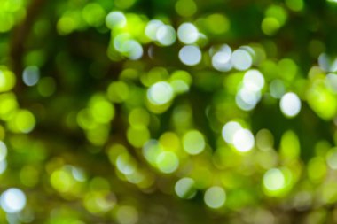 bokeh ağaç ve arka plan bulanıklık