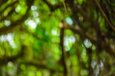 bokeh ağaç ve arka plan bulanıklık