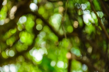bokeh ağaç ve arka plan bulanıklık