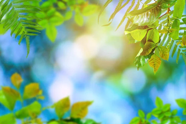 Gröna träd och blad grönska bokeh — Stockfoto