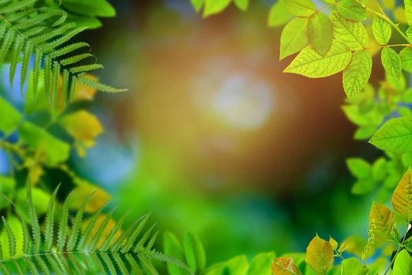 Gröna träd och blad grönska bokeh — Stockfoto