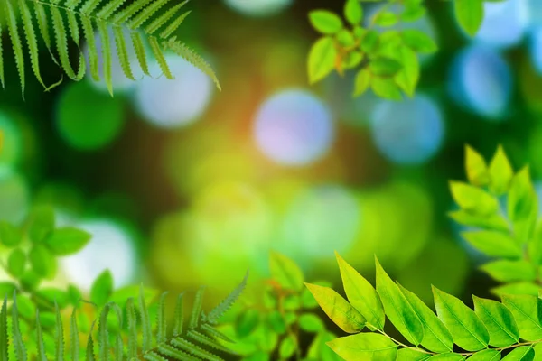 緑の木々 や葉緑ボケ — ストック写真