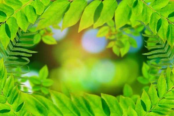 Groene bomen en blad groen bokeh — Stockfoto