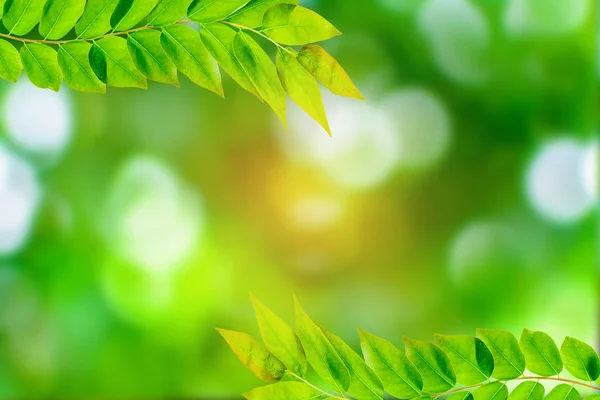 Groene bomen en blad groen bokeh — Stockfoto