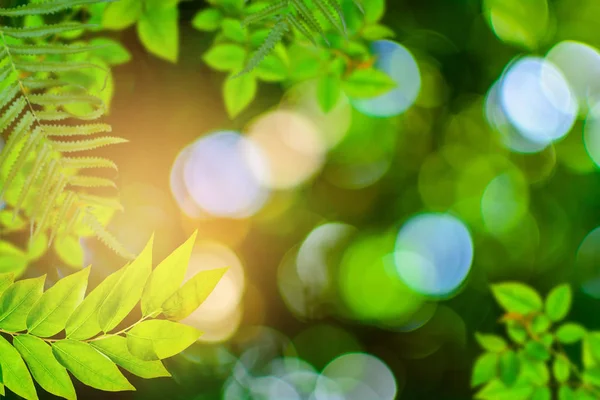 Green trees and leaf greenery bokeh — Stock Photo, Image