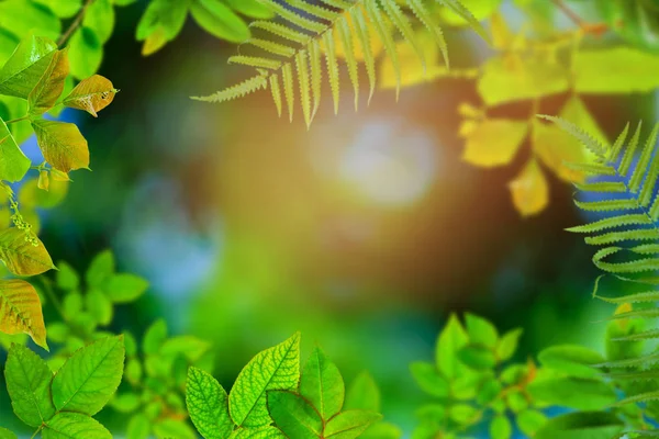 Gröna träd och blad grönska bokeh — Stockfoto