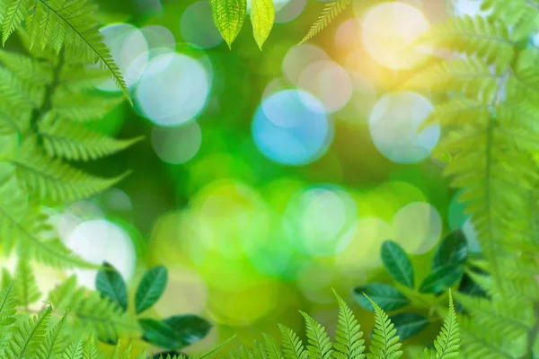 Zelené stromy a listová zeleň bokeh — Stock fotografie