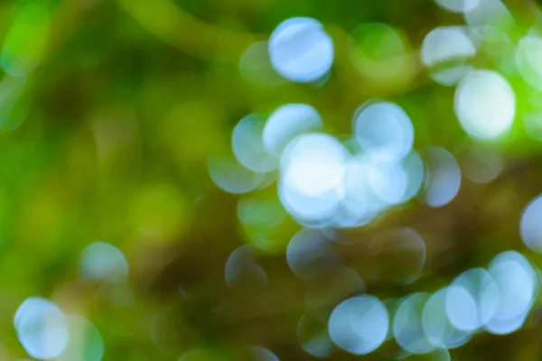 Bokeh-Baum und Hintergrund verschwimmen — Stockfoto