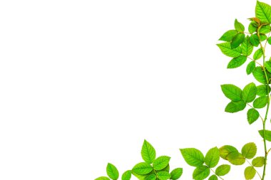 Yemyeşil ağaçlar ve yaprak yeşillik izole