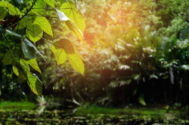 bokeh ağaç arka plan 