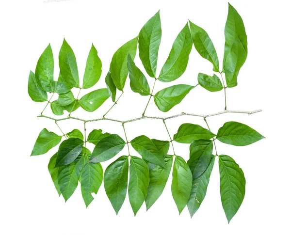 Leaf isolate natural — Stock Photo, Image