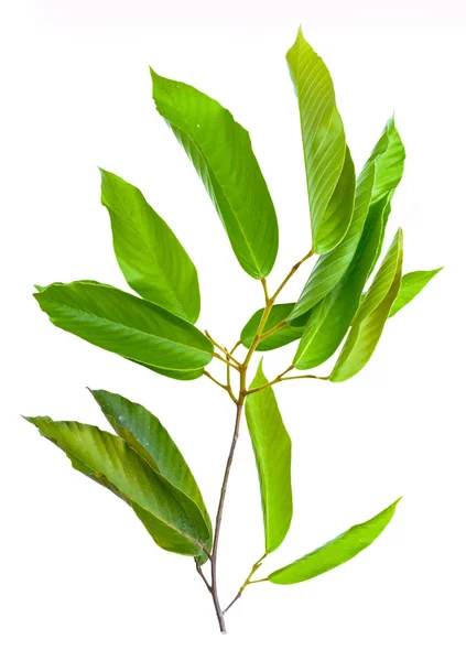 Hoja aislada natural — Foto de Stock