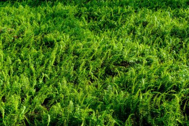 Fern yaprak desen doğa 