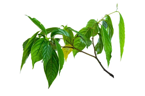 Leaf isolate natural — Stock Photo, Image