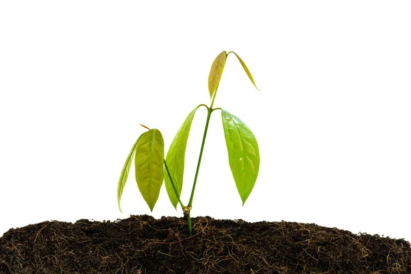 Soil and tree isolate on white background — Stock Photo, Image