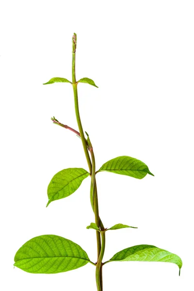 Hoja aislada natural — Foto de Stock