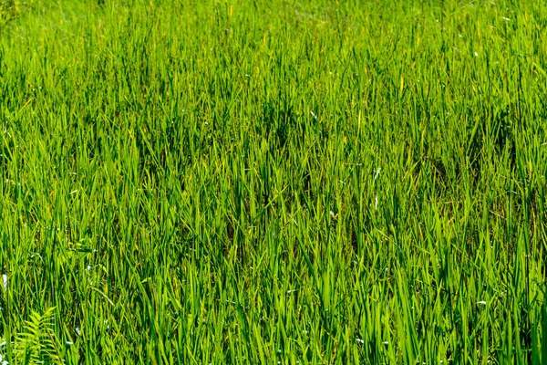 Grass pattern nature — Stock Photo, Image