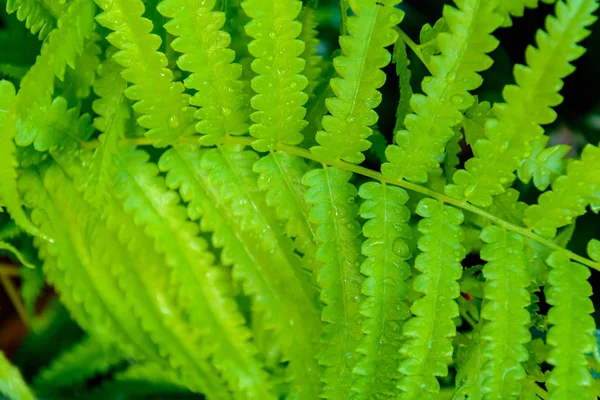 緑の木々 や葉緑 — ストック写真