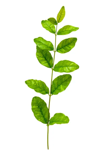 Green leaf isolate — Stock Photo, Image
