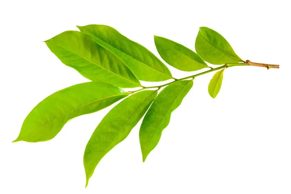 Zielony liść izolować — Zdjęcie stockowe